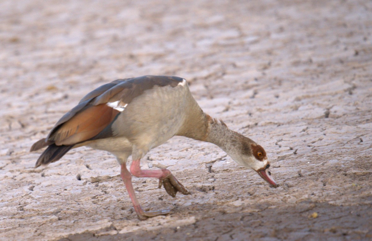 Egyptian Goose - ML620294248