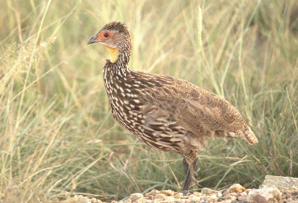 Francolin à cou jaune - ML620294250