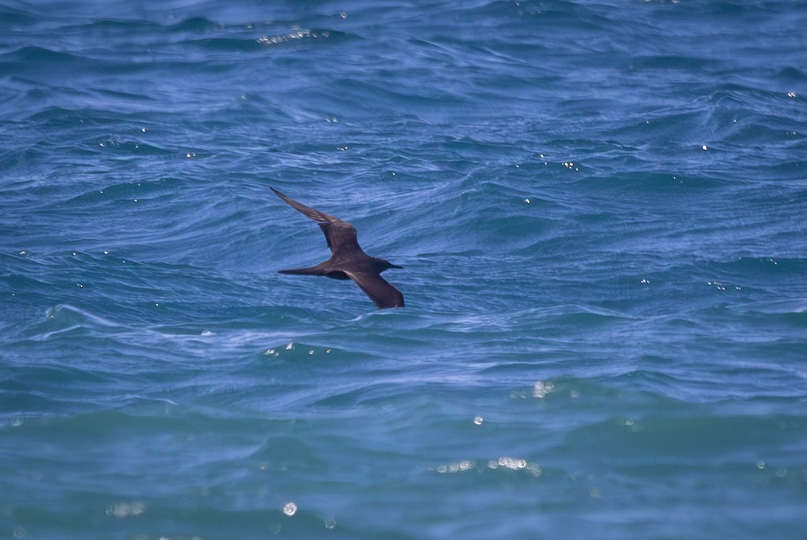 Brown Noddy - ML620294254