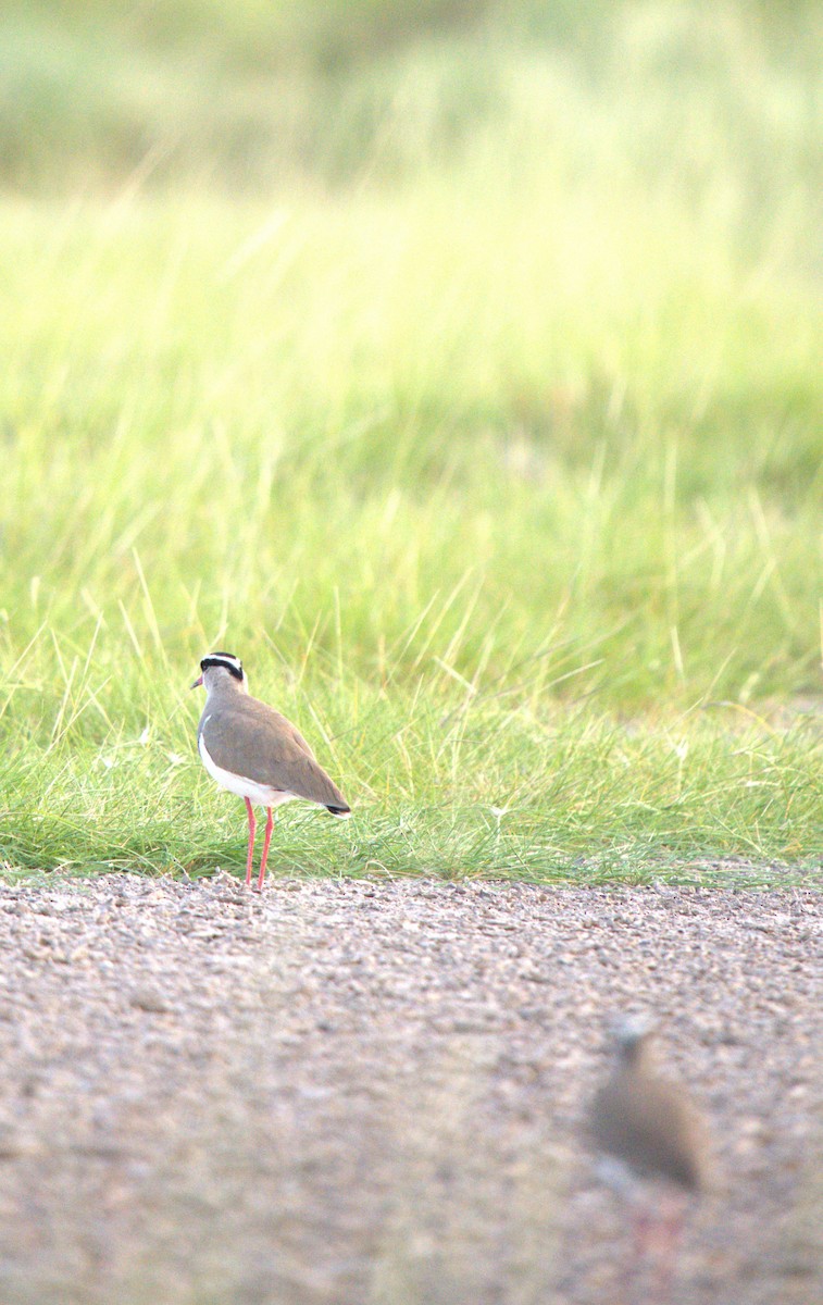Crowned Lapwing - ML620294255