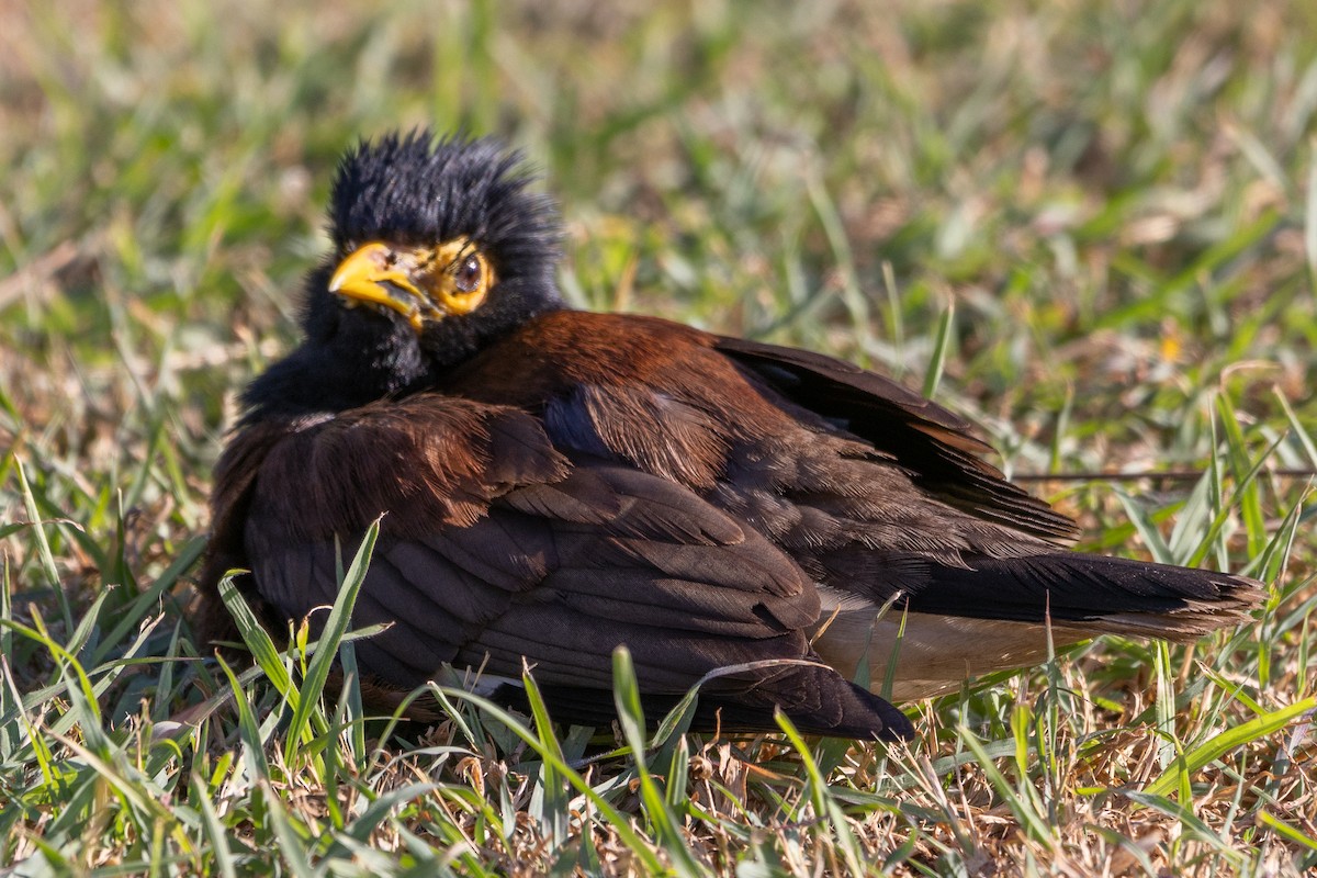 Common Myna - ML620294257