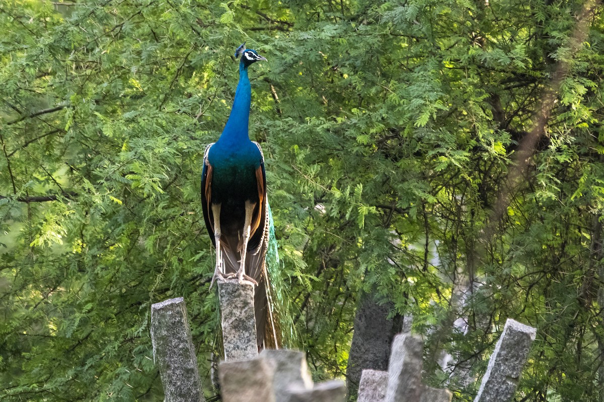 Indian Peafowl - ML620294261