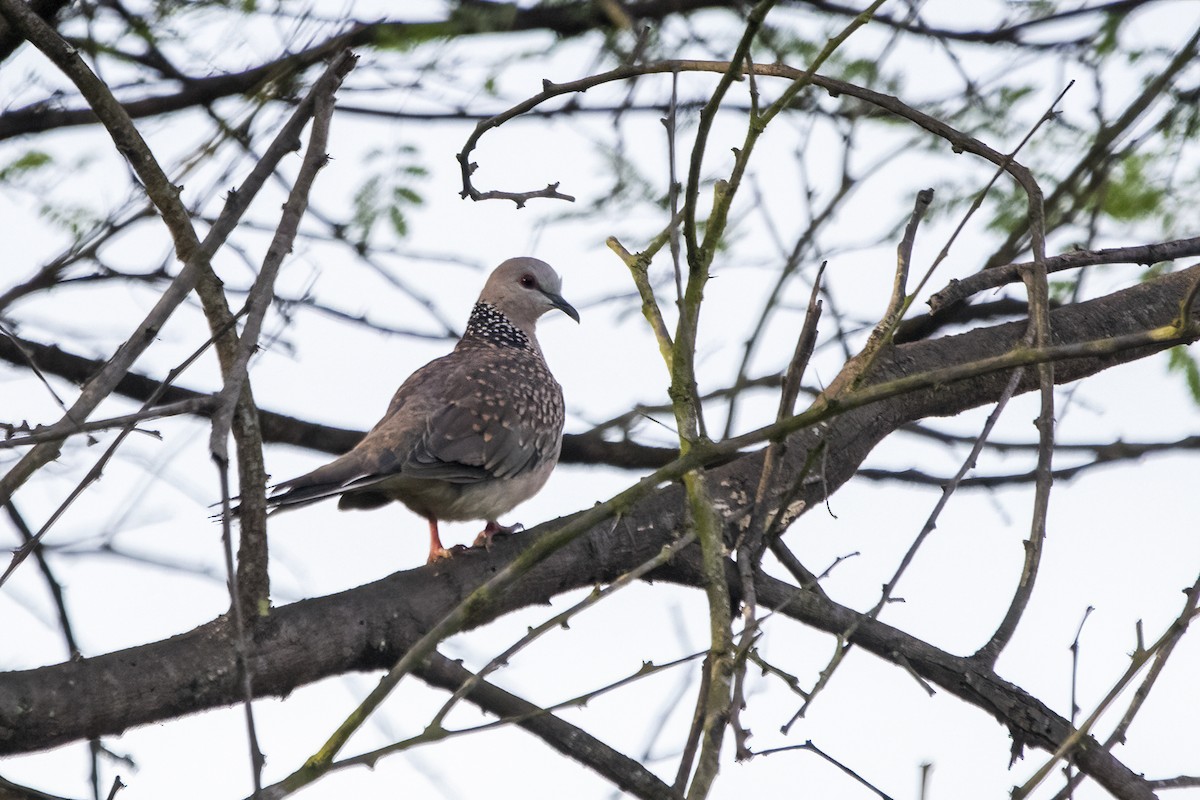 Spotted Dove - ML620294262