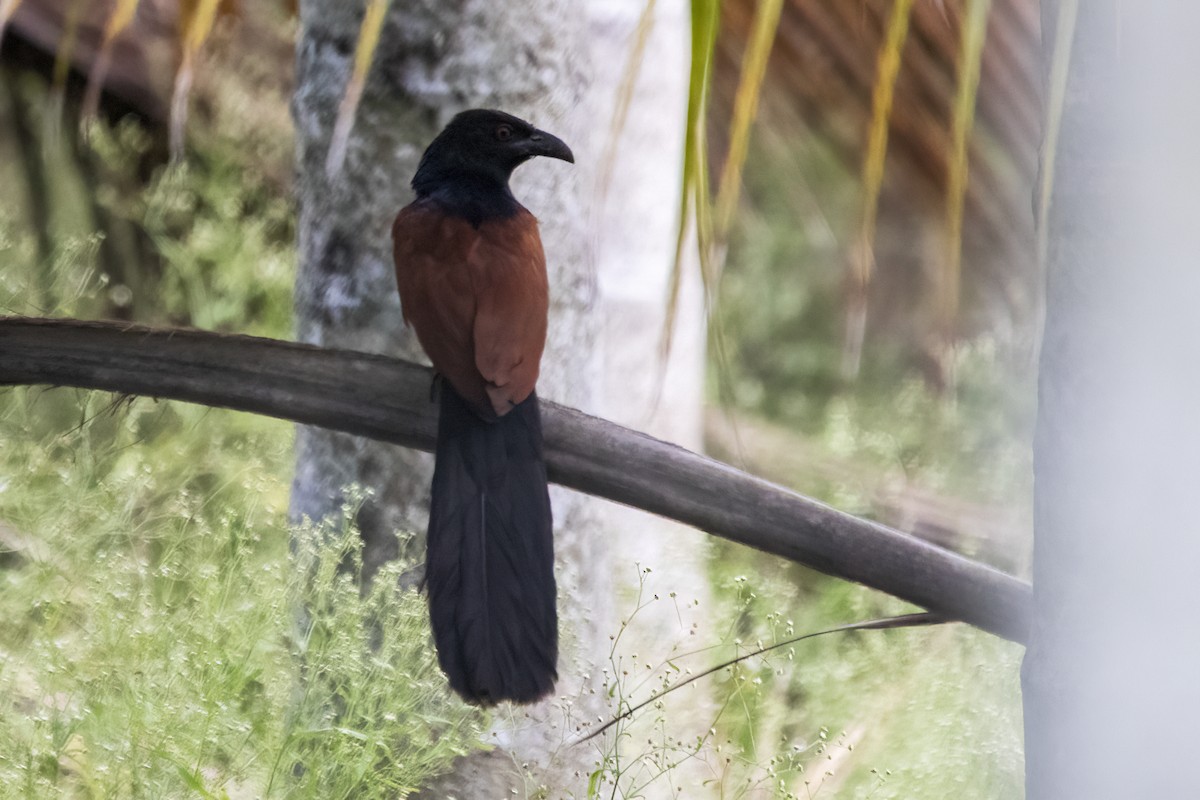 Greater Coucal - ML620294264