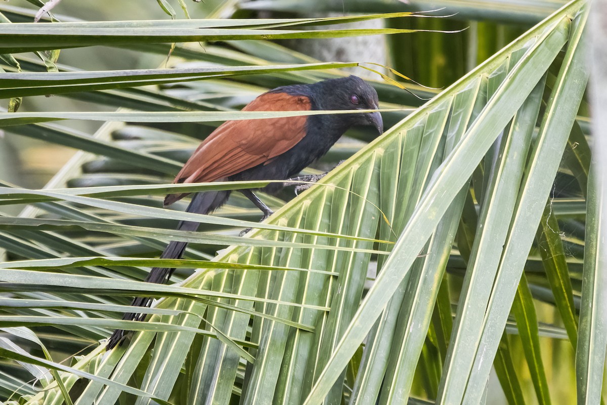 Greater Coucal - ML620294265