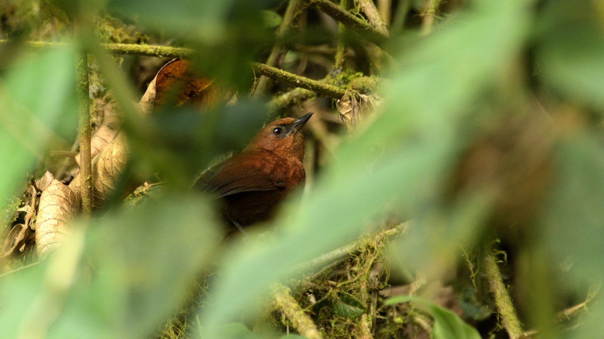 Rufous Spinetail - ML620294266