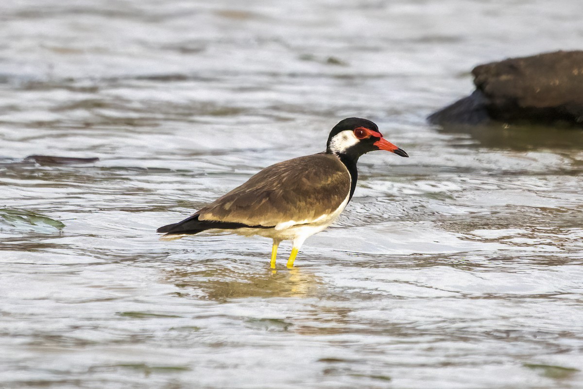 Red-wattled Lapwing - ML620294267