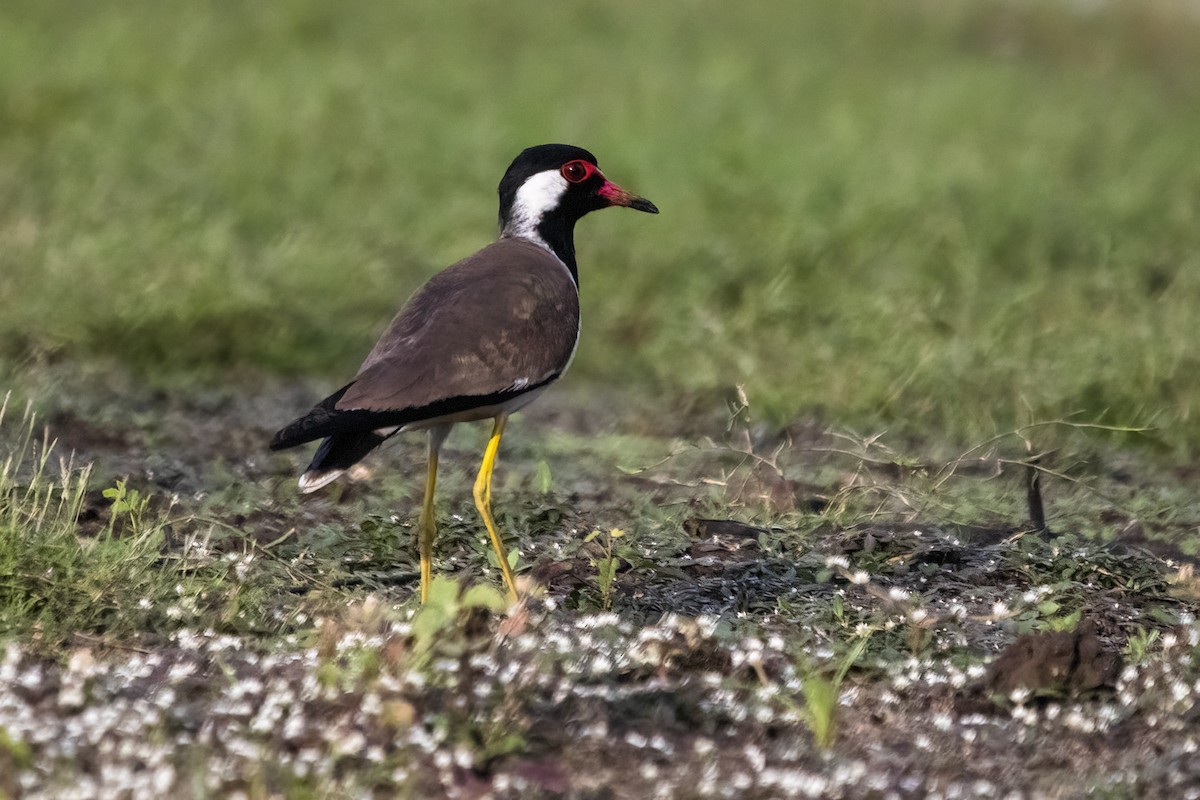 Red-wattled Lapwing - ML620294268