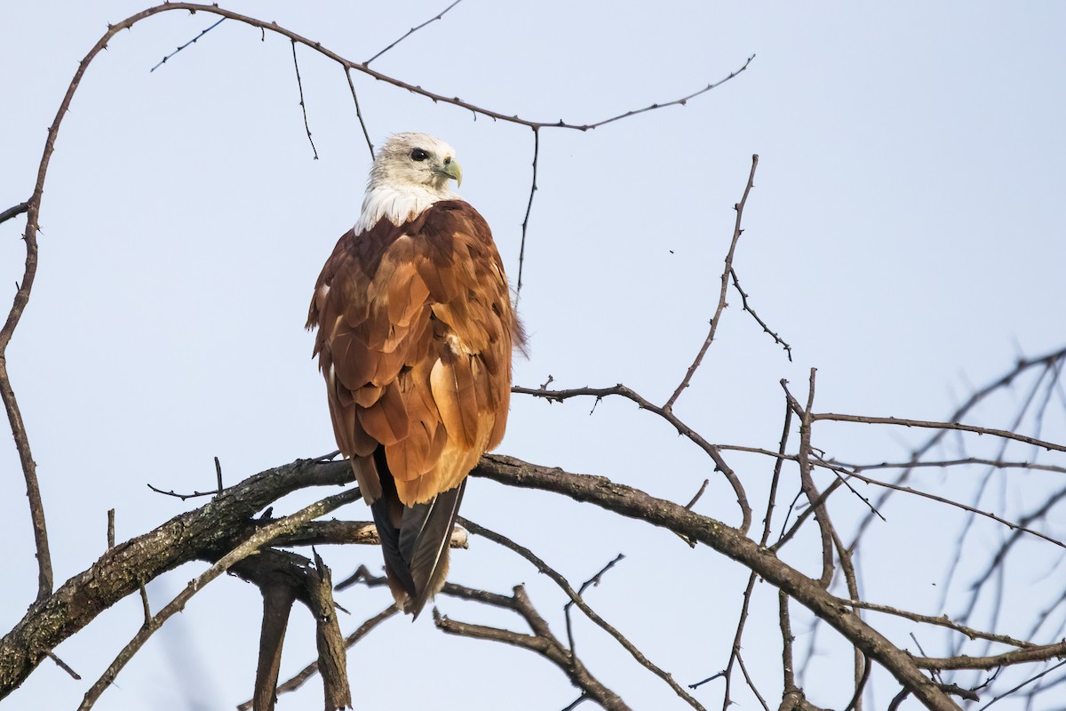 Brahminy Kite - ML620294273