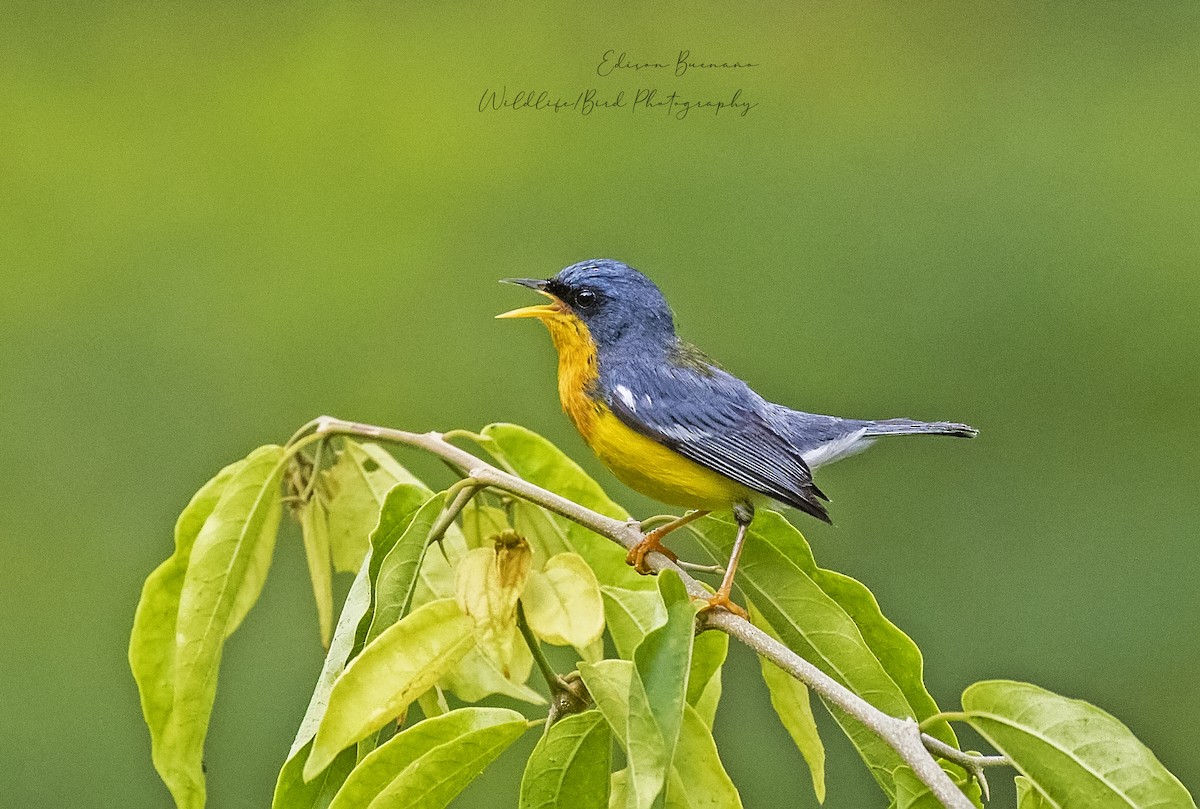 Tropical Parula - ML620294276