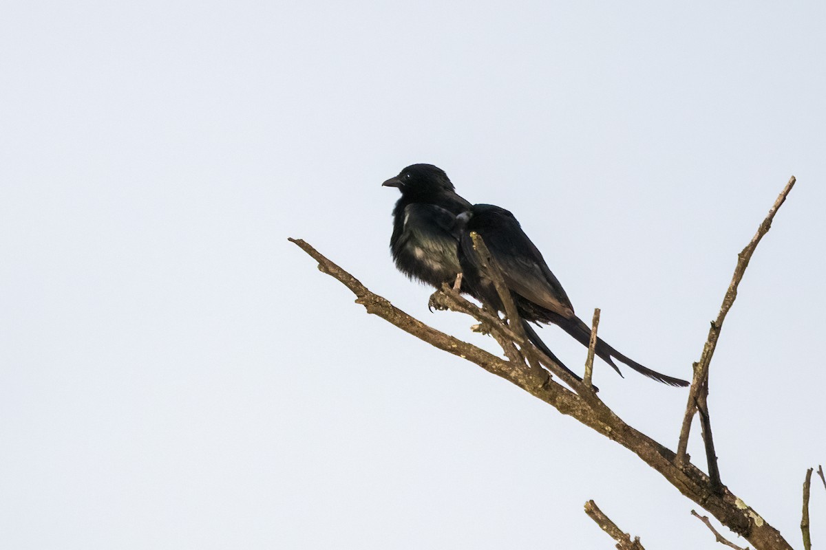 Drongo royal - ML620294284