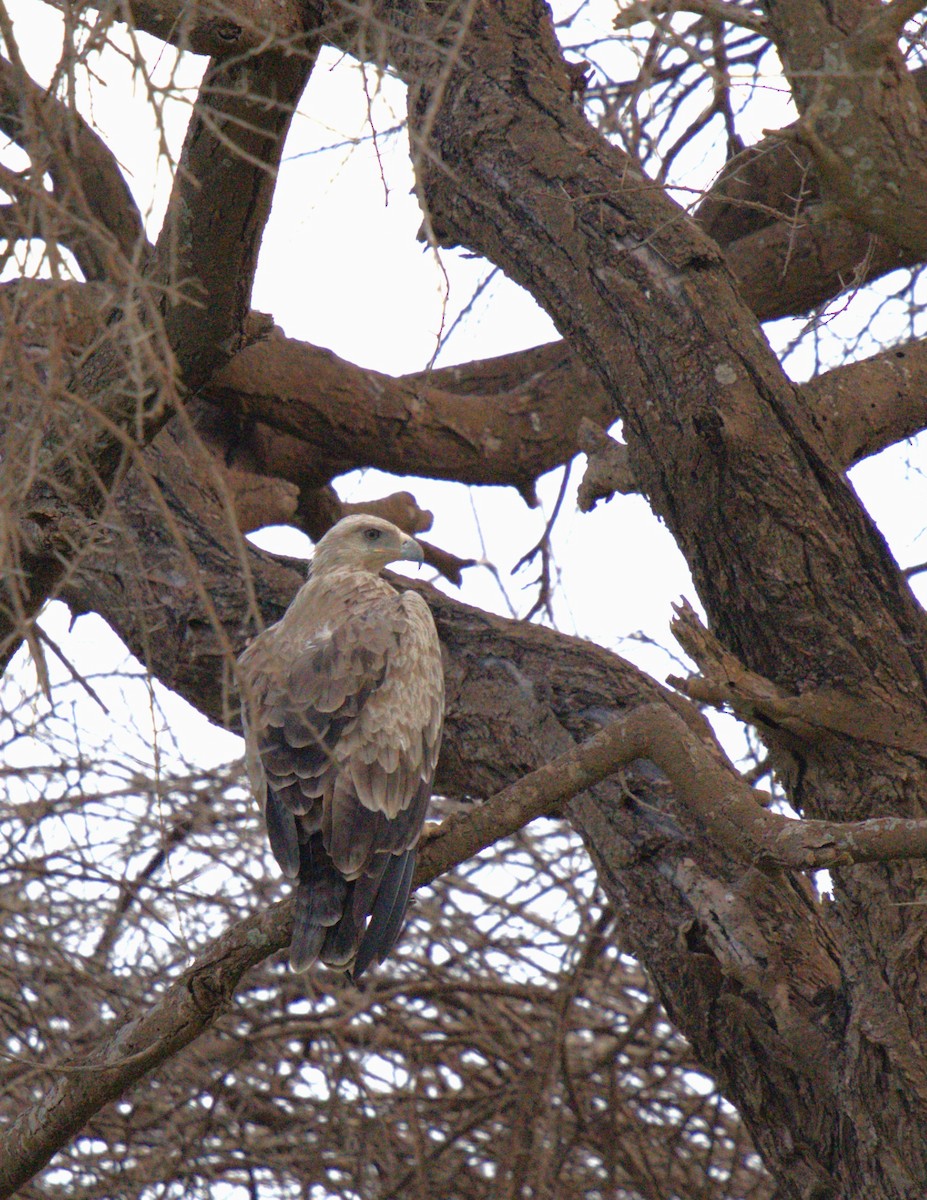 Tawny Eagle - ML620294285