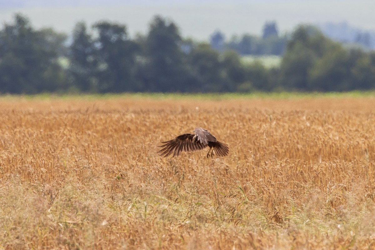 Western Marsh Harrier - ML620294289