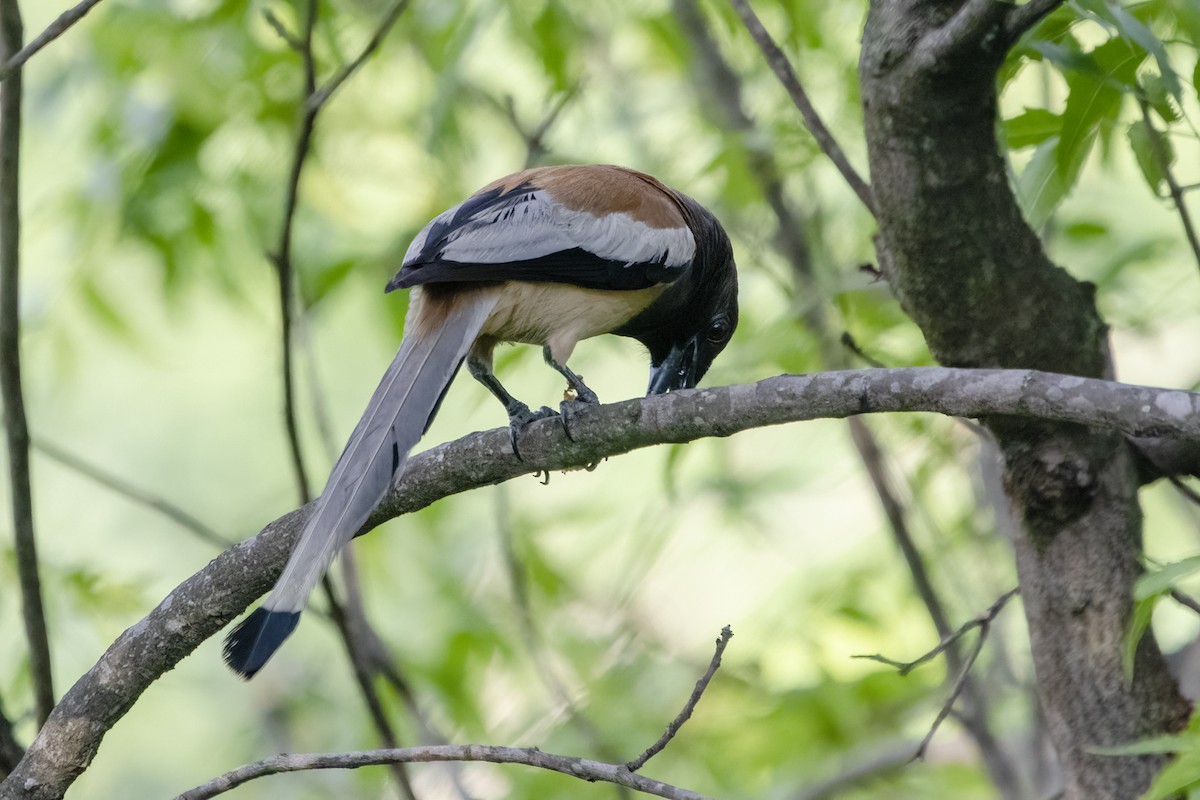 Rufous Treepie - ML620294290