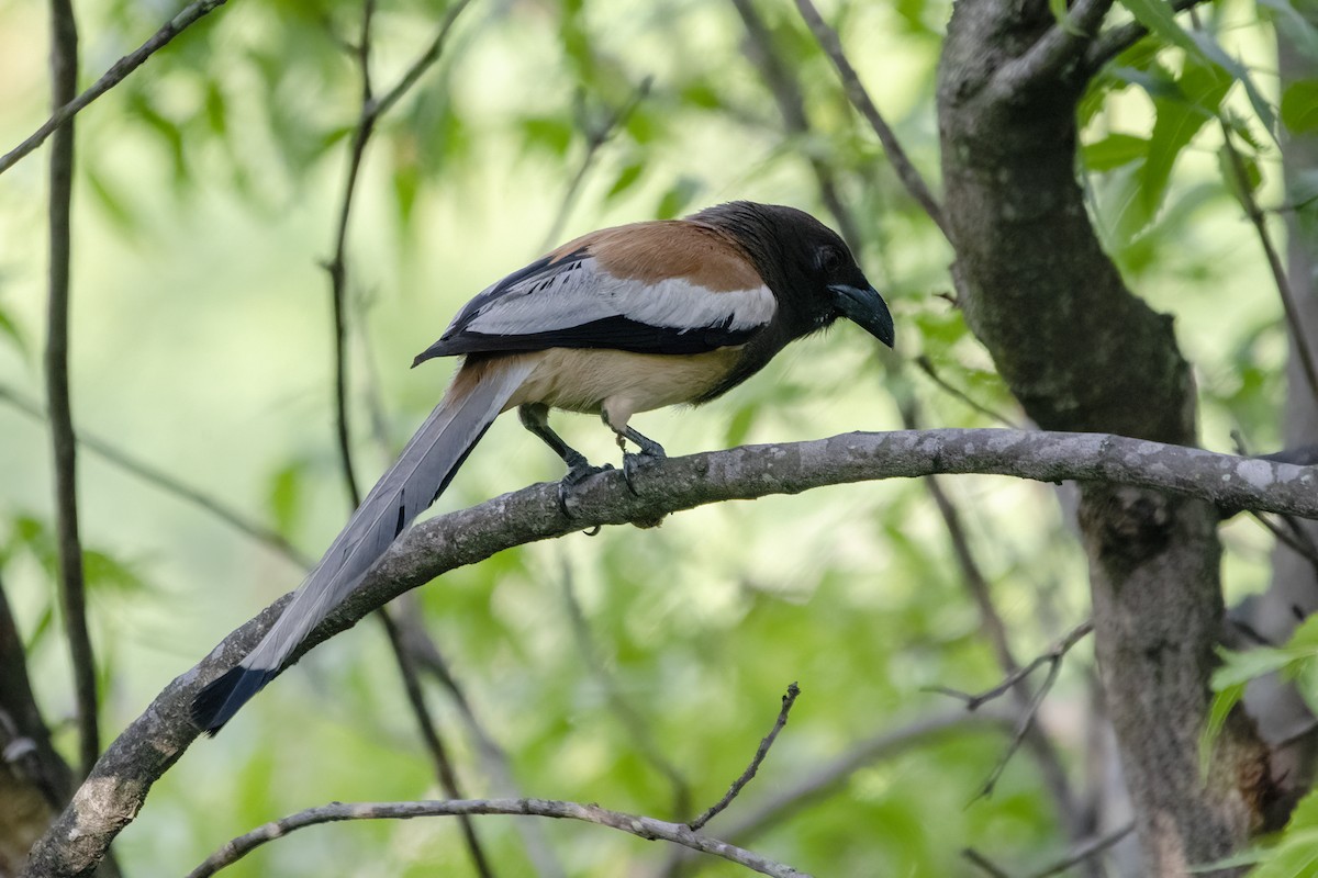 Rufous Treepie - ML620294291