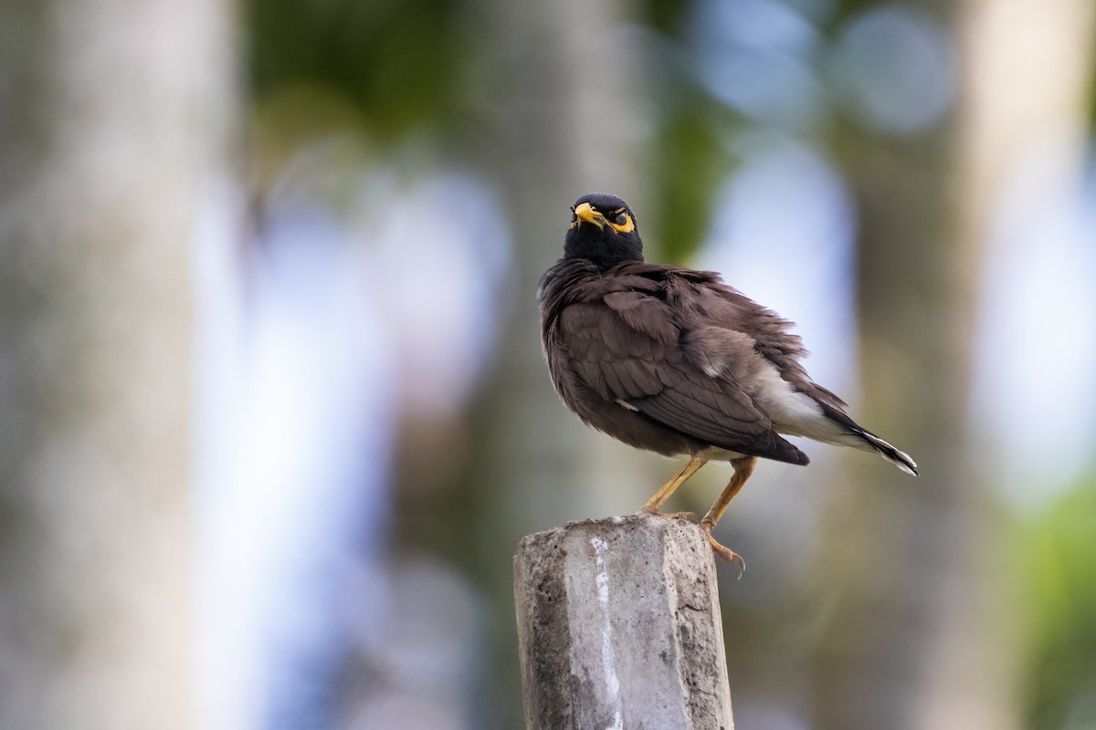 Common Myna - ML620294296