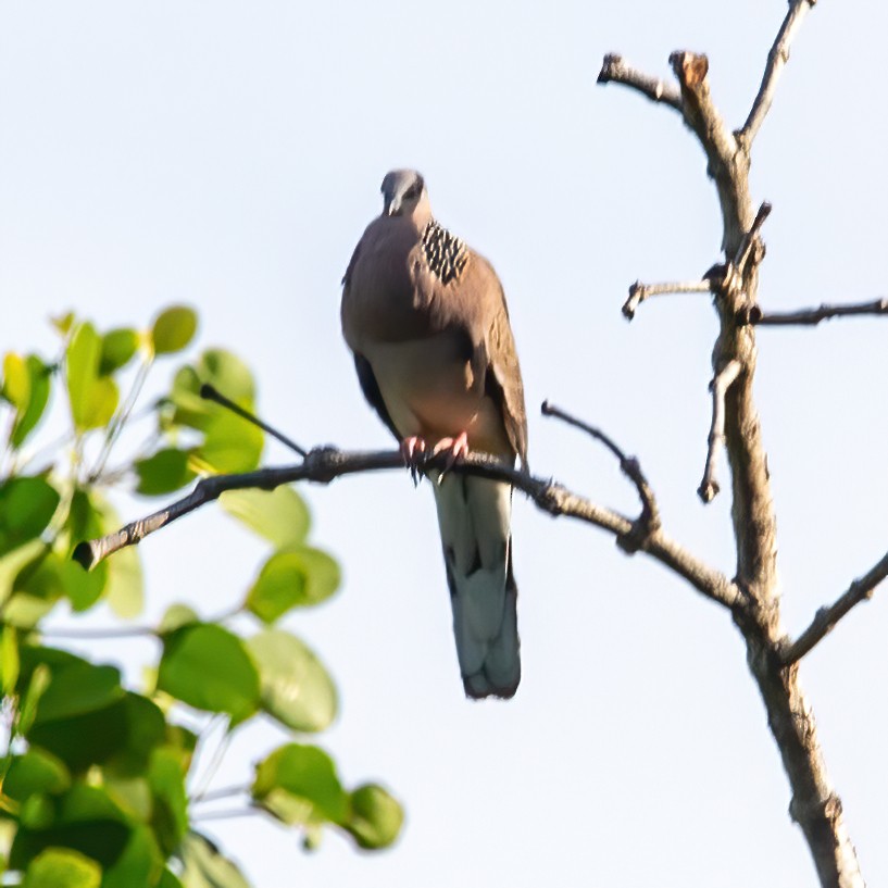 Spotted Dove - ML620294297