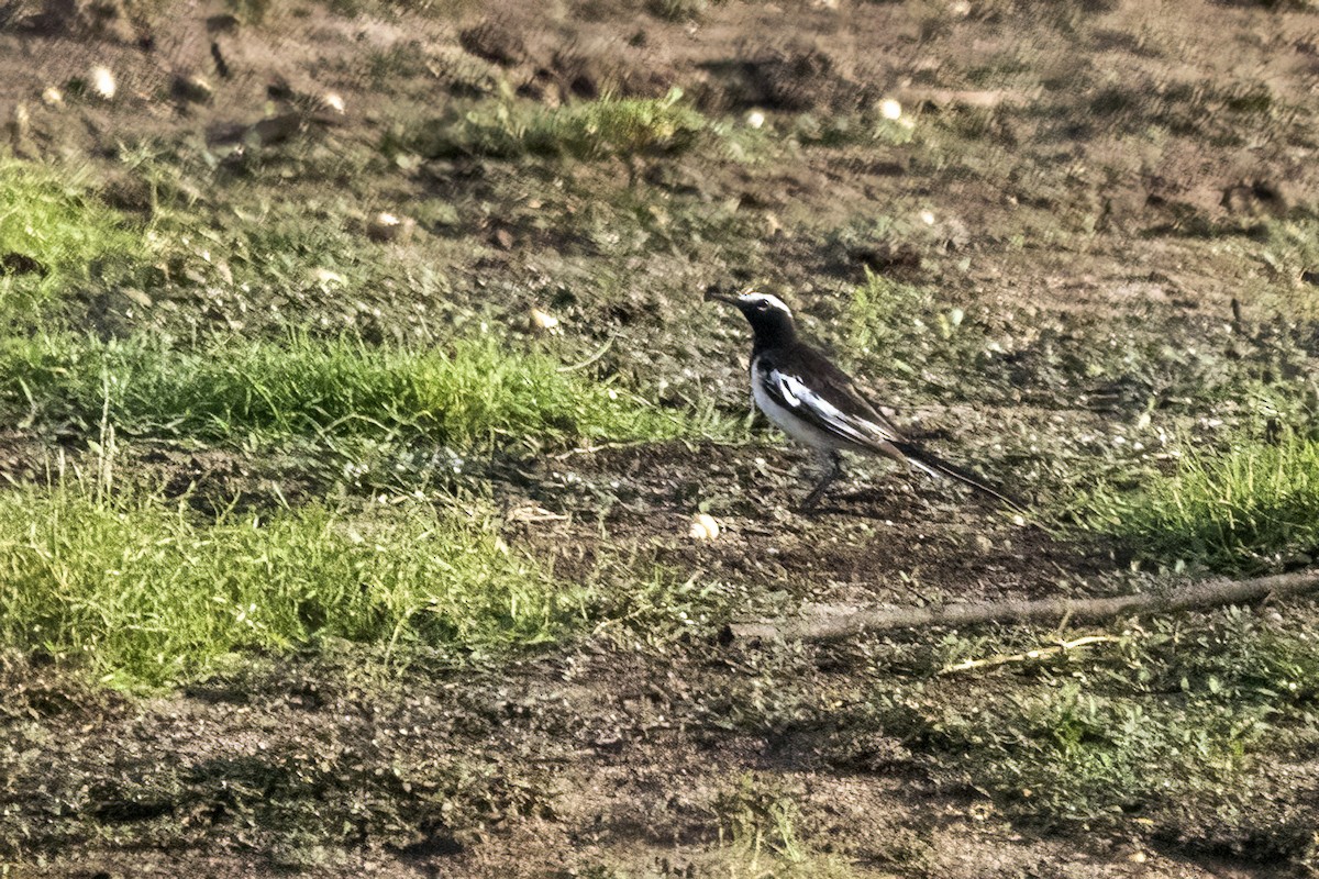 White-browed Wagtail - ML620294307