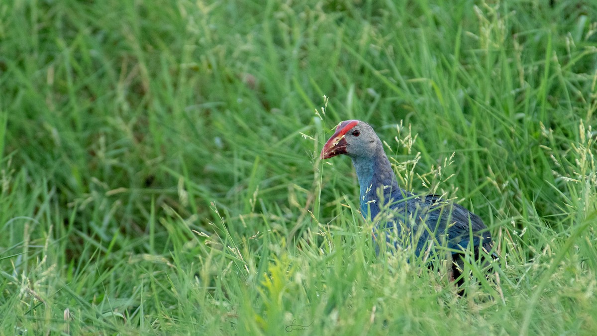 Gray-headed Swamphen - ML620294314