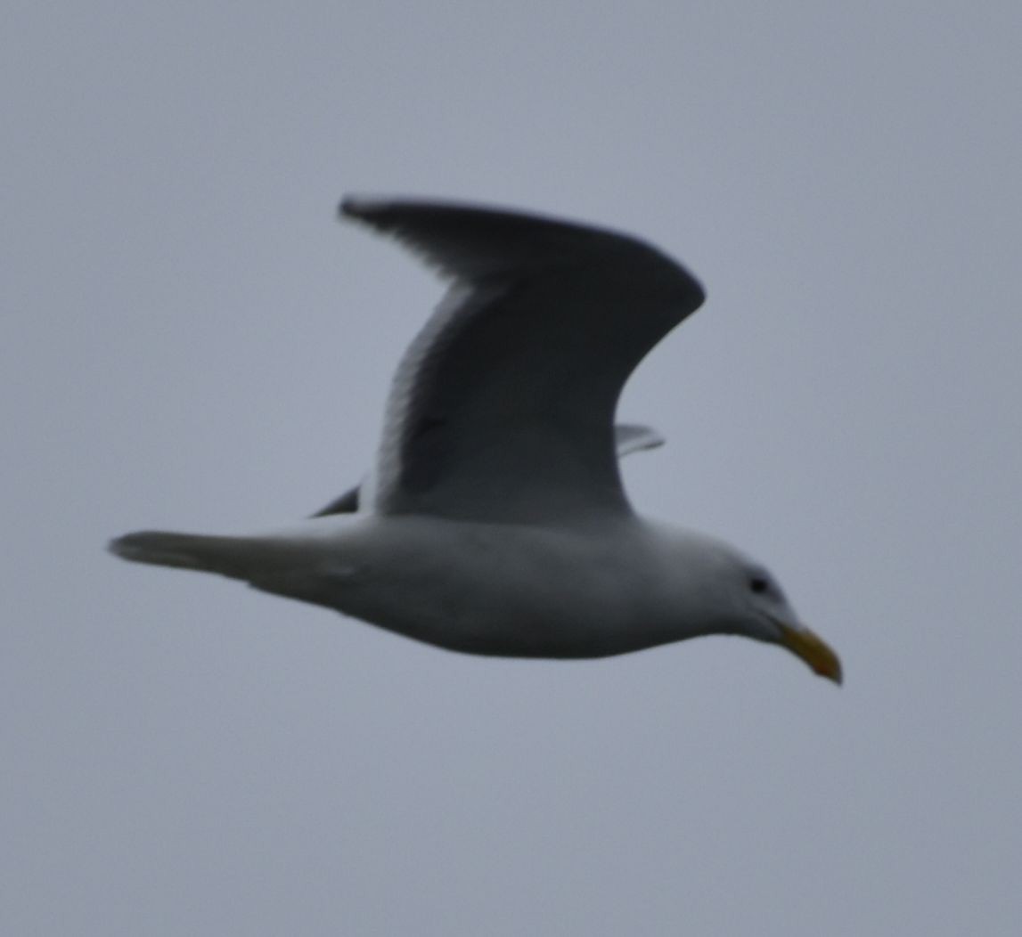 Western x Glaucous-winged Gull (hybrid) - ML620294315