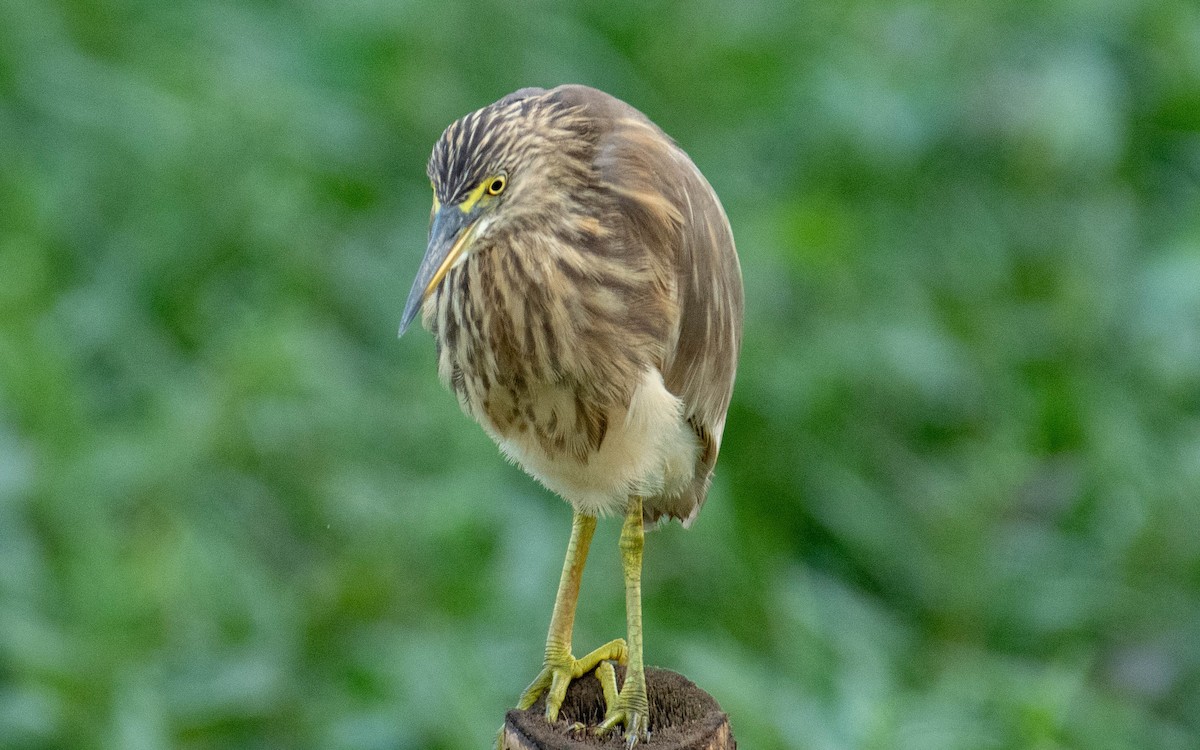 Indian Pond-Heron - ML620294323