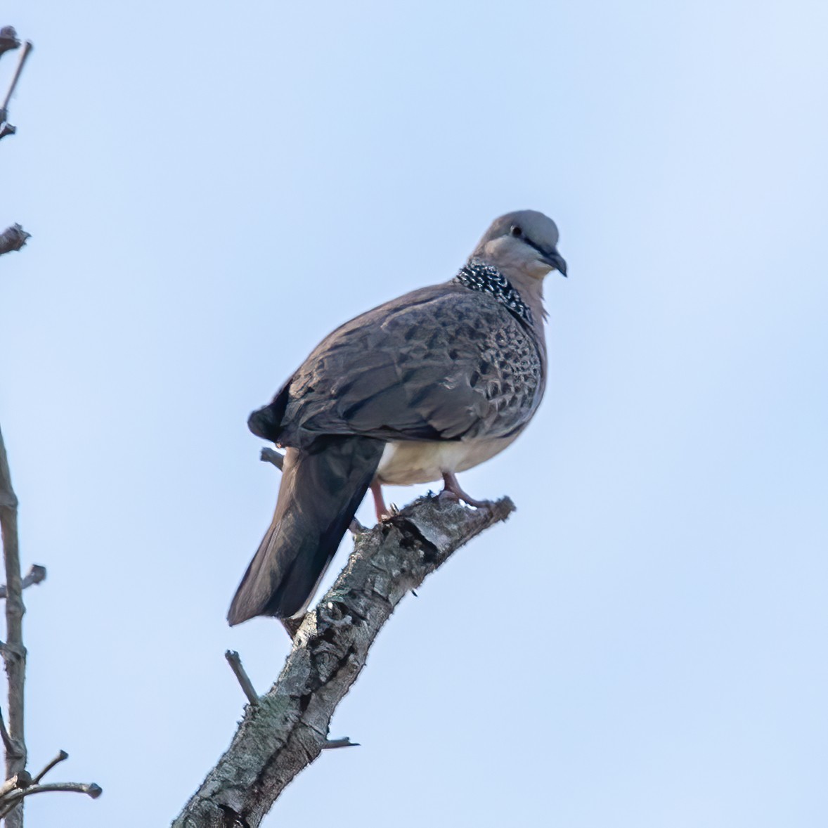 Spotted Dove - ML620294327