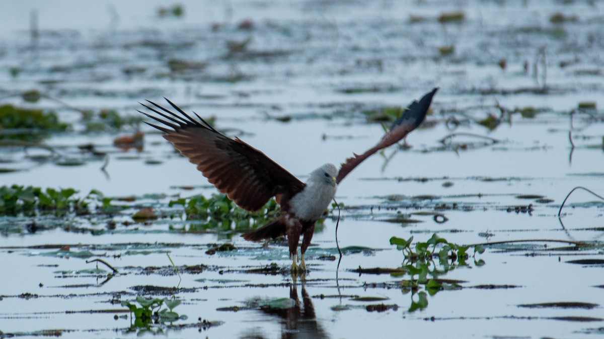 Brahminy Kite - ML620294329