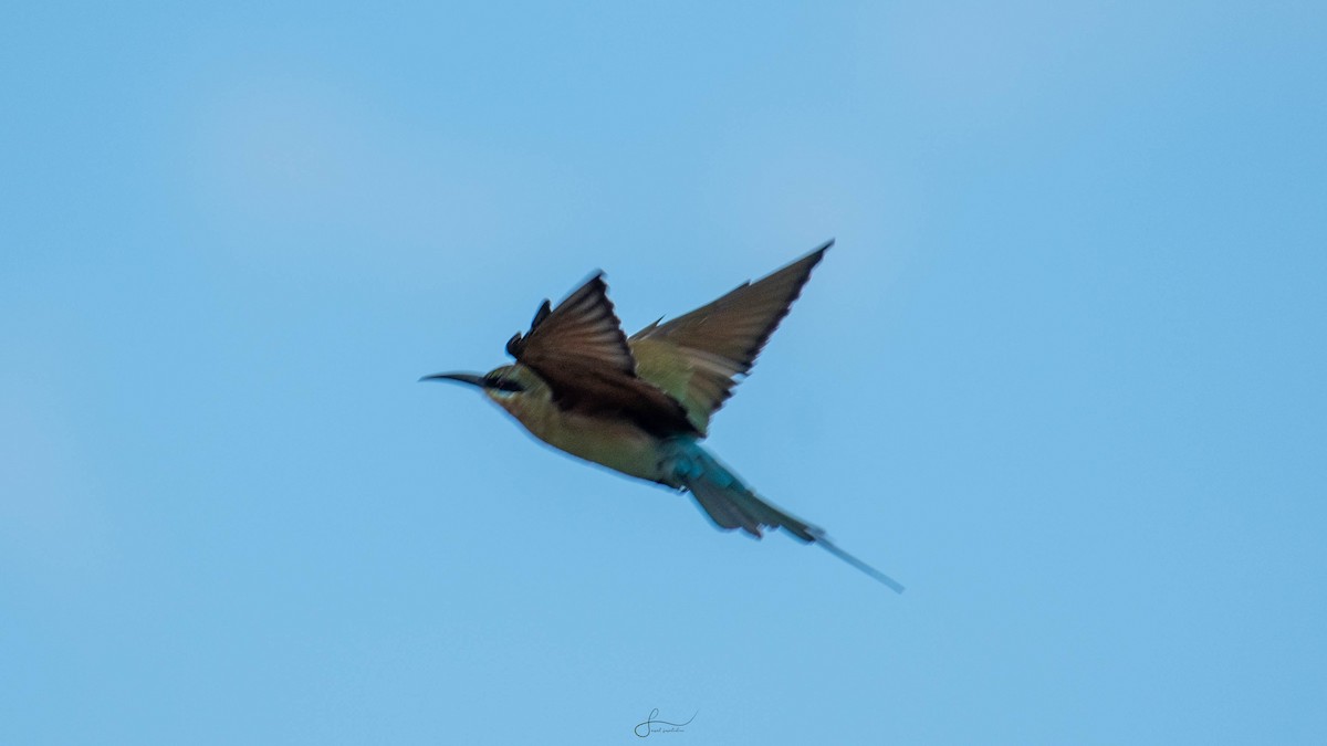 Blue-tailed Bee-eater - ML620294333