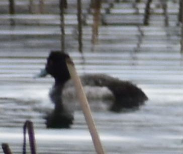 Lesser Scaup - ML620294336