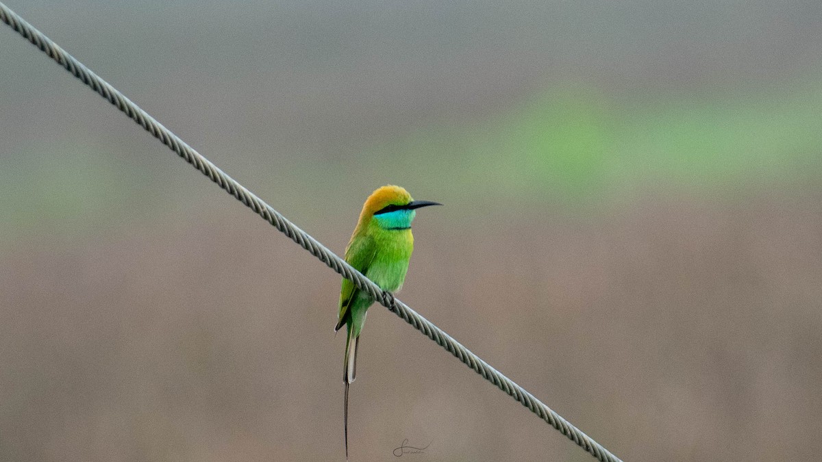 Asian Green Bee-eater - ML620294337