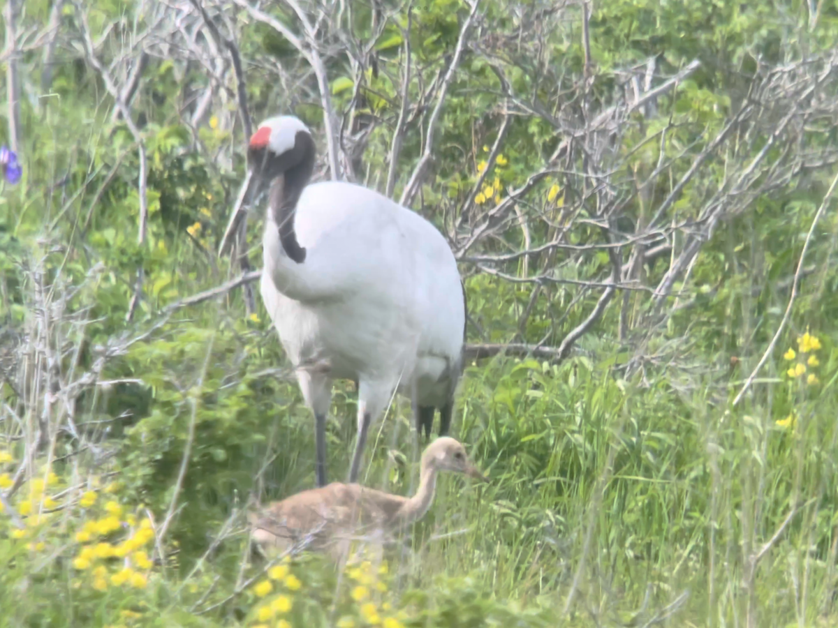 Red-crowned Crane - ML620294340