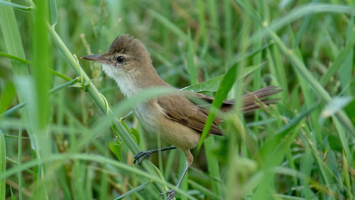 Clamorous Reed Warbler - ML620294341