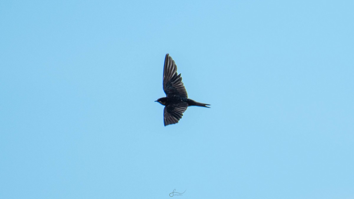 Red-rumped Swallow - ML620294347