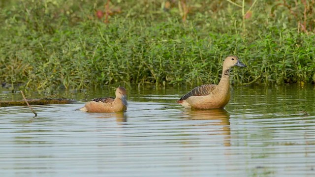 Dendrocygne siffleur - ML620294349