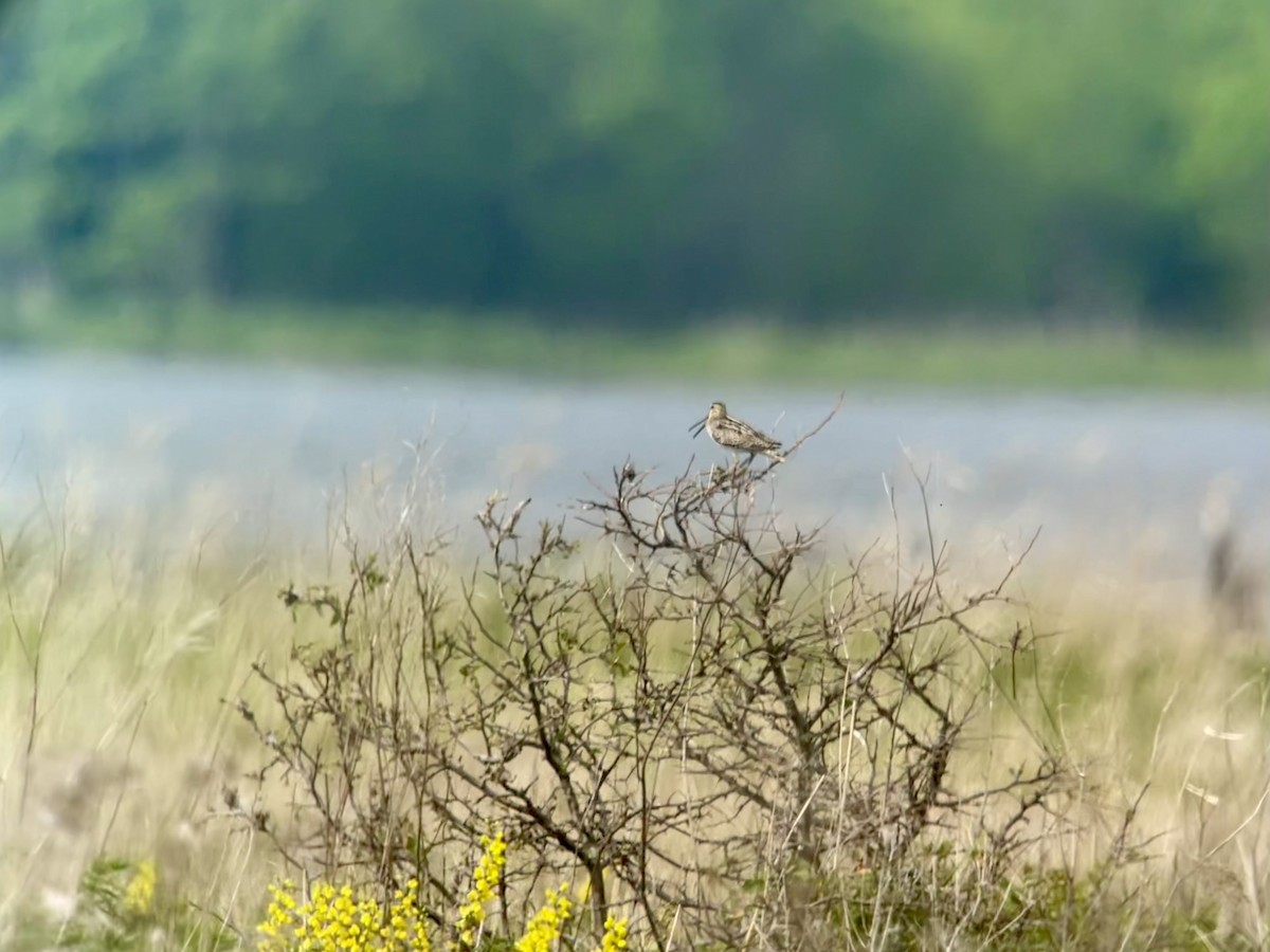 Latham's Snipe - ML620294351