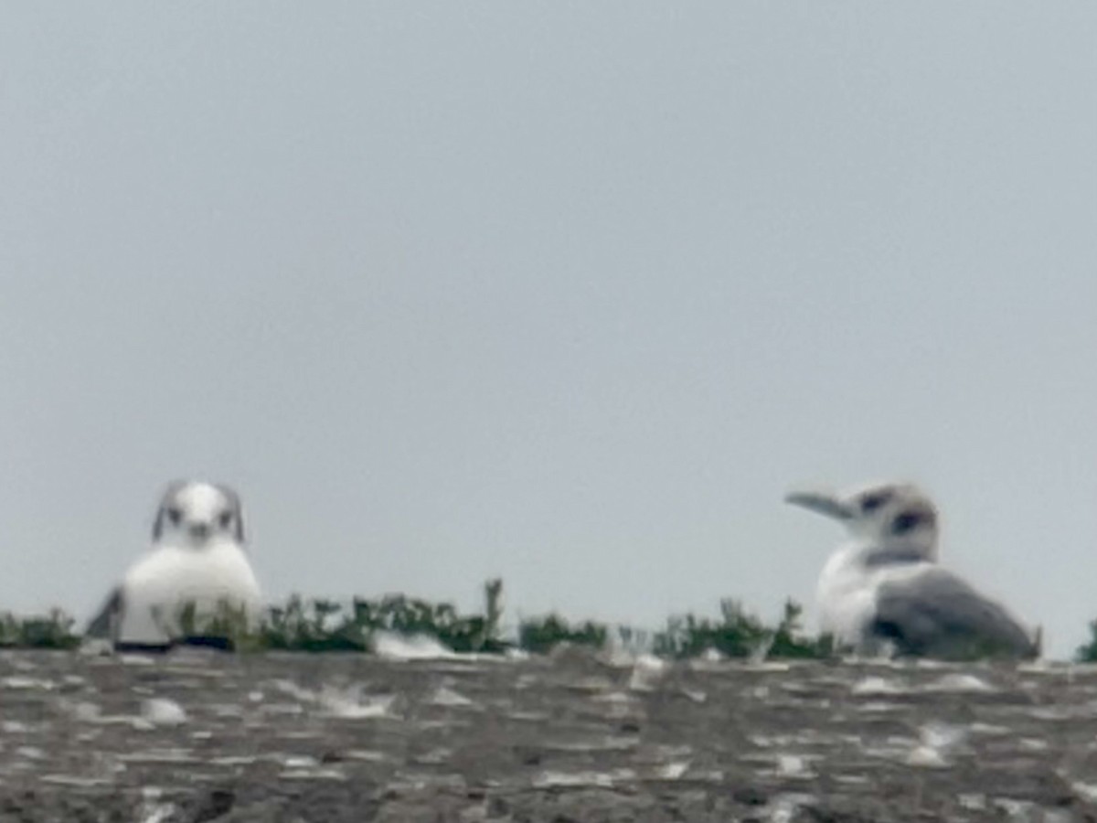 Black-legged Kittiwake - ML620294355