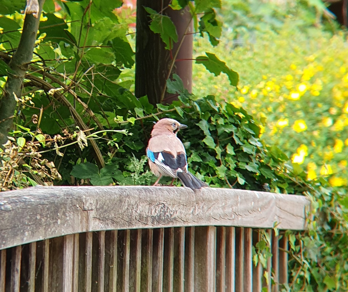 Eurasian Jay - ML620294358