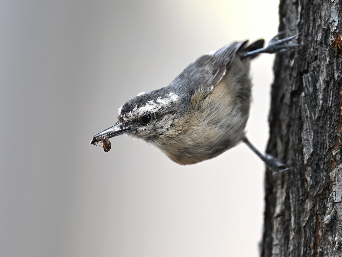 Snowy-browed Nuthatch - ML620294366