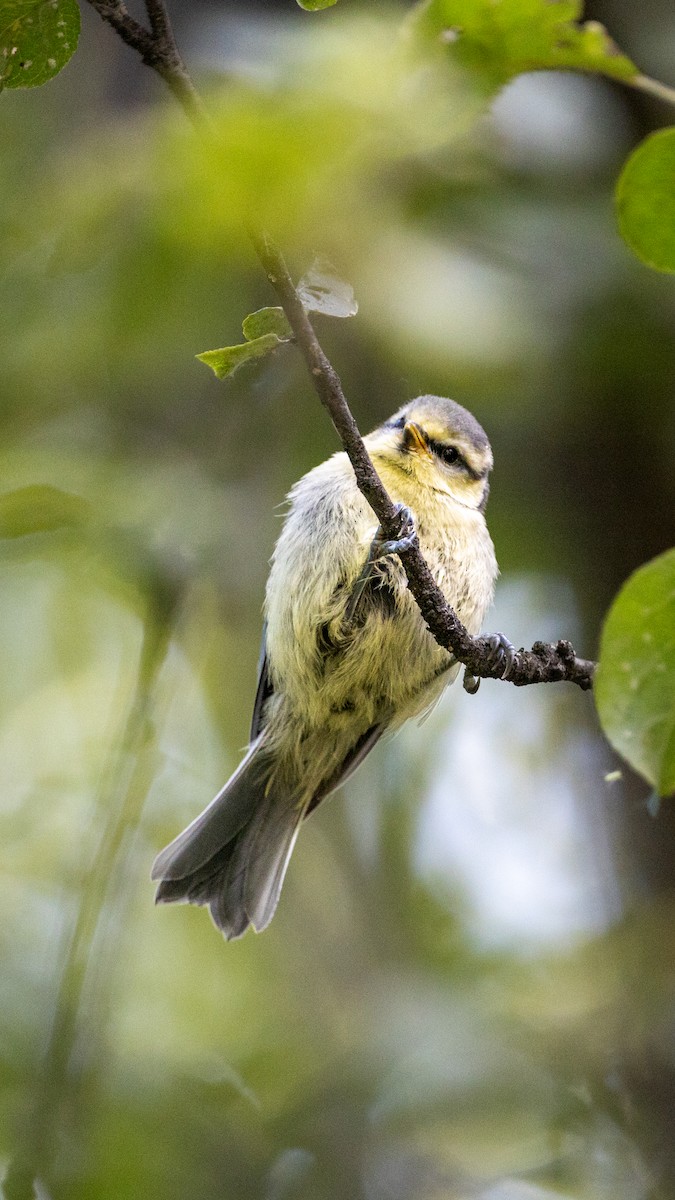 Eurasian Blue Tit - ML620294367