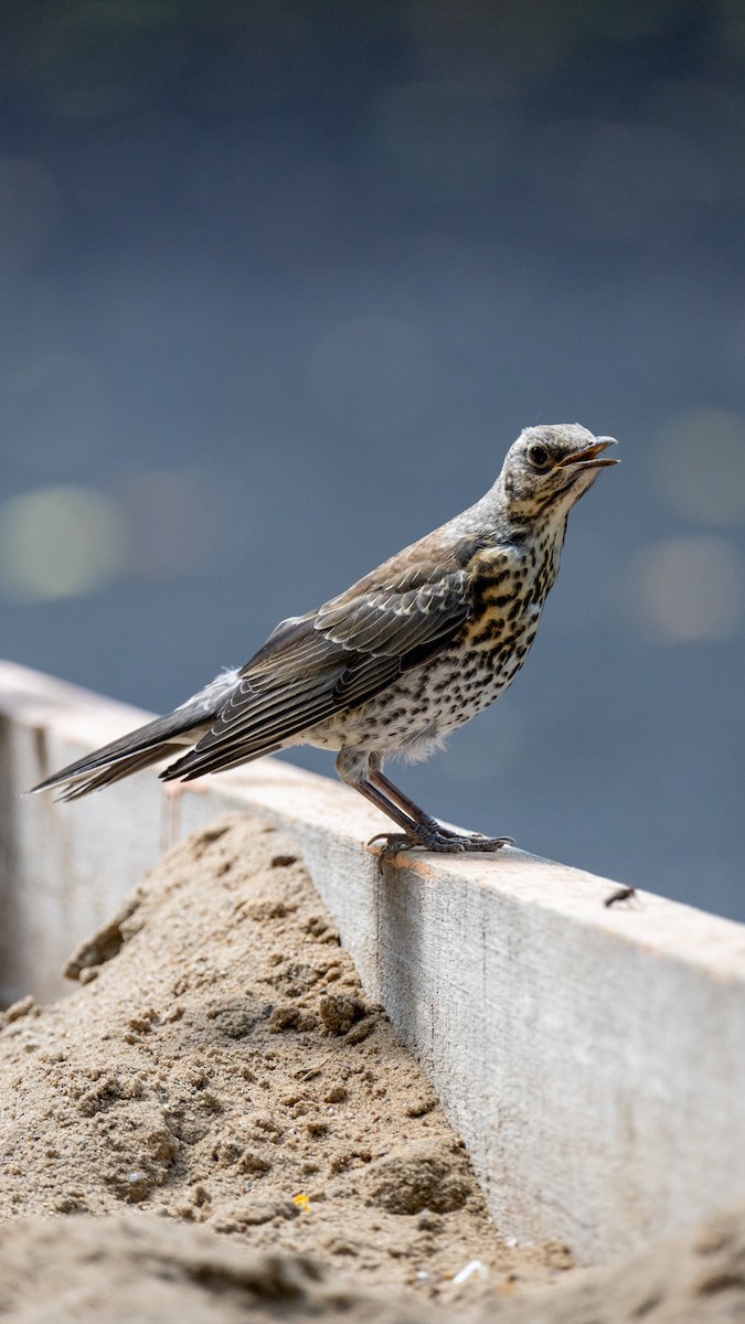 Mistle Thrush - ML620294368