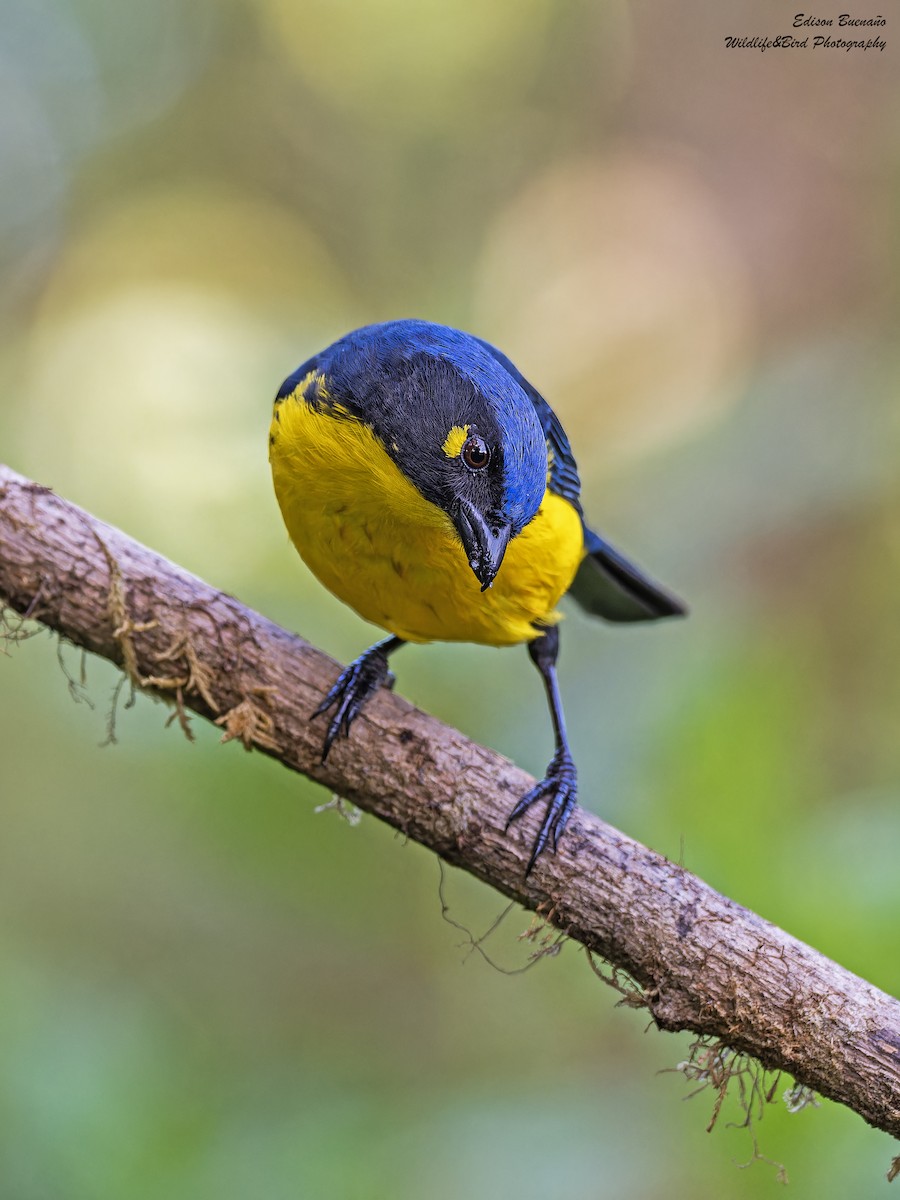 Black-cheeked Mountain Tanager - ML620294369