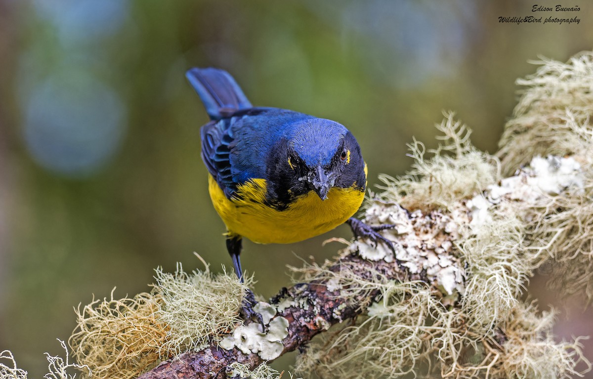 Black-cheeked Mountain Tanager - ML620294370