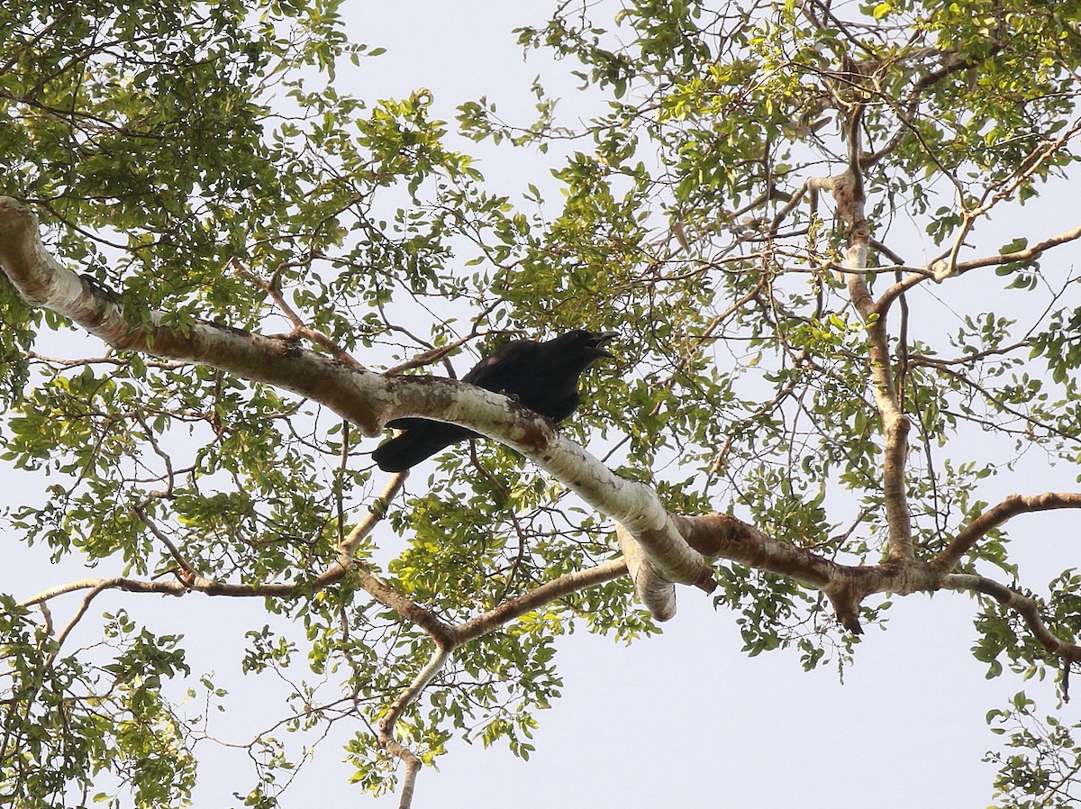 Slender-billed Crow (Sunda) - ML620294371