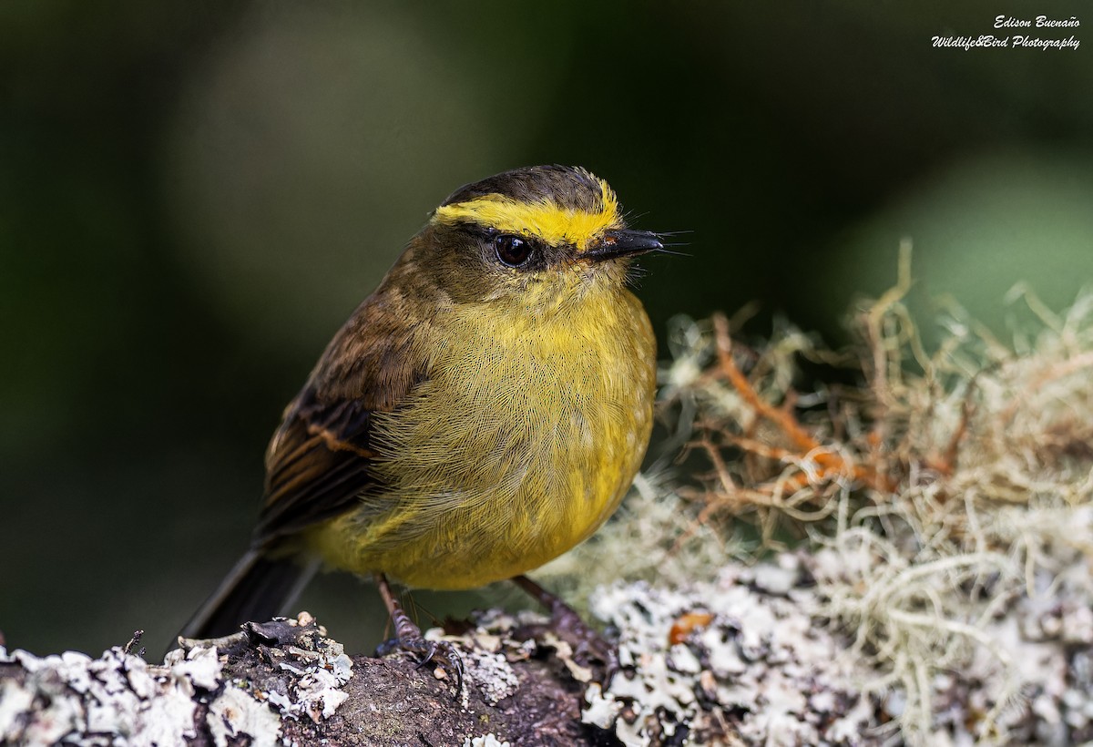 Yellow-bellied Chat-Tyrant - ML620294377