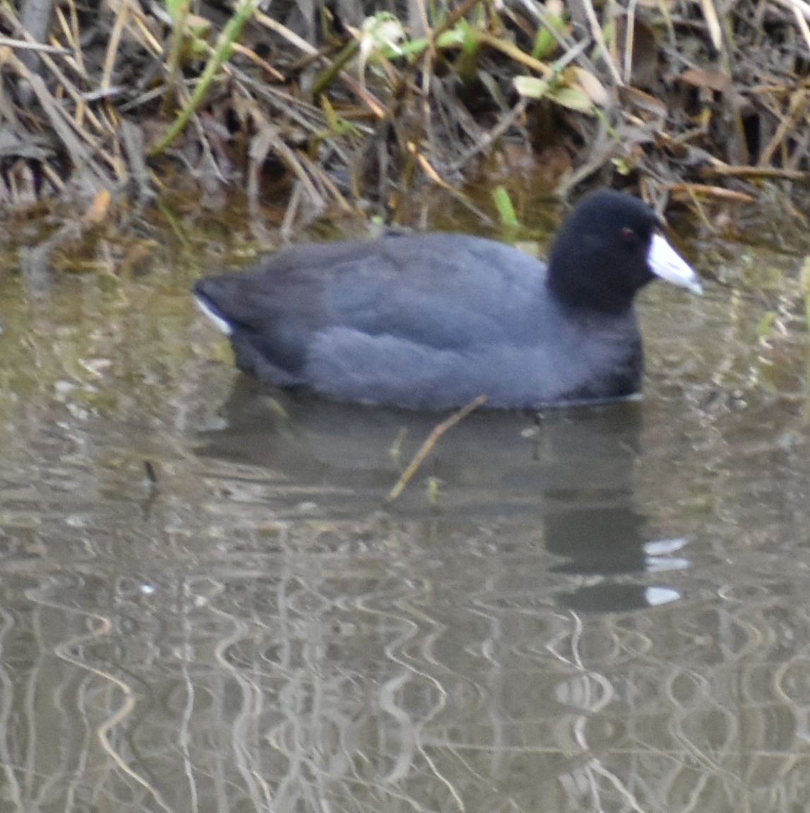 American Coot - ML620294378