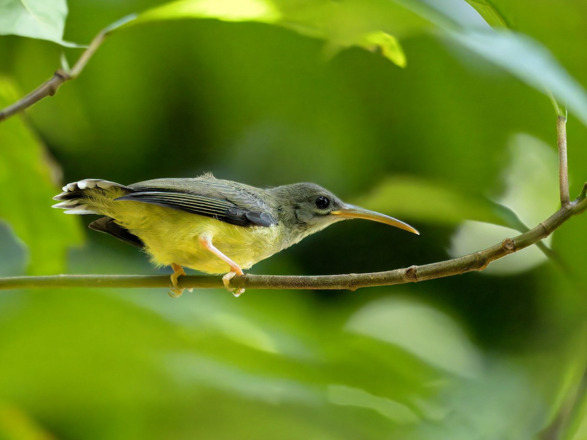 Little Spiderhunter - ML620294385