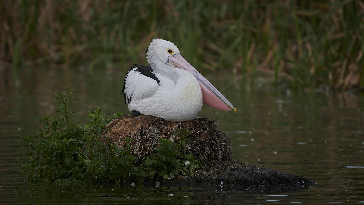 Australian Pelican - ML620294389