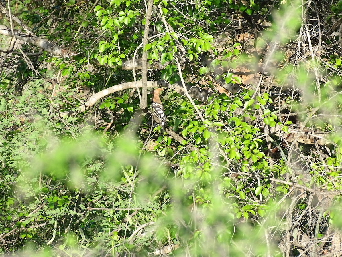 Eurasian Hoopoe - ML620294403