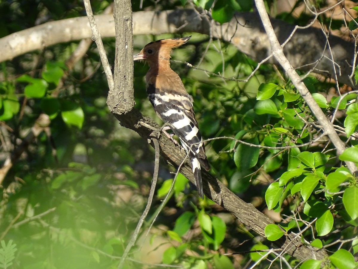 Eurasian Hoopoe - ML620294404