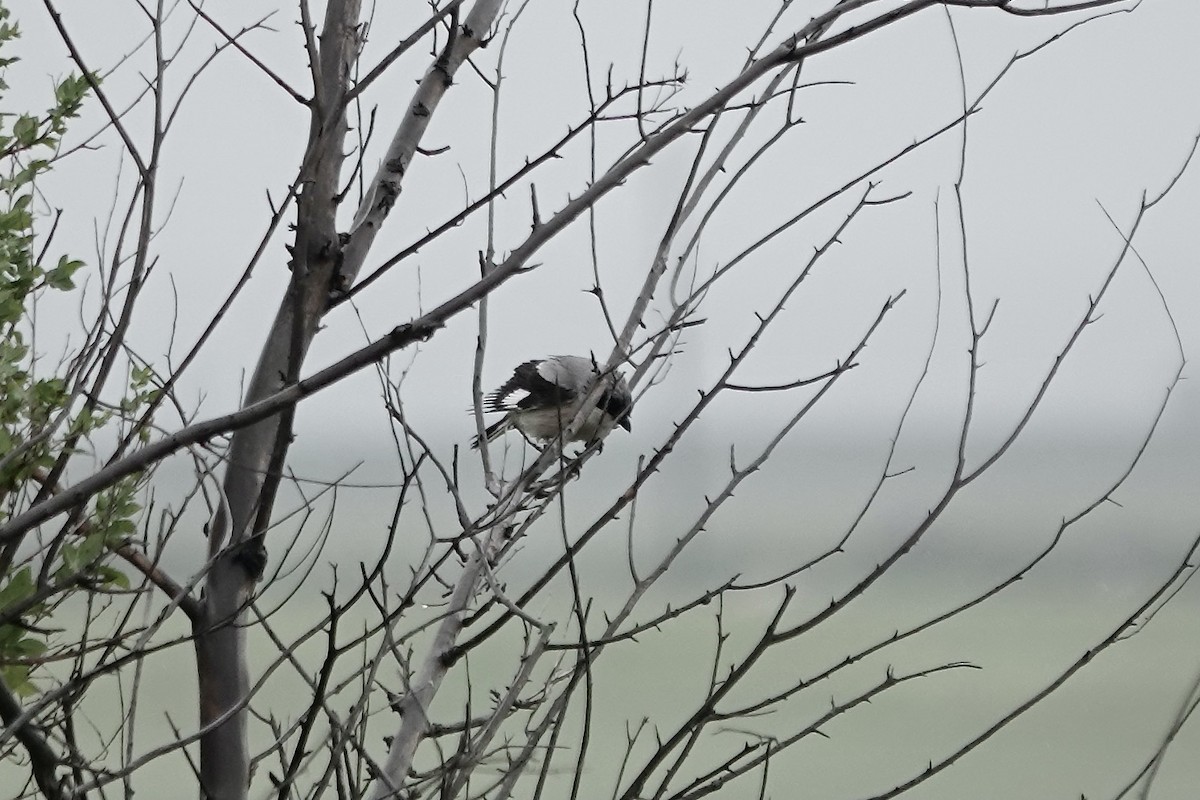 Lesser Gray Shrike - ML620294405